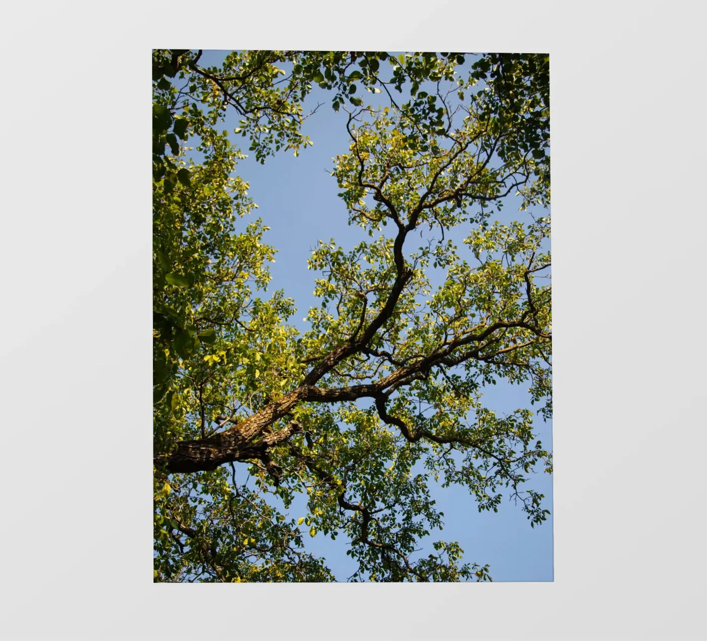 tree Backlit Folie von lookingforstardust