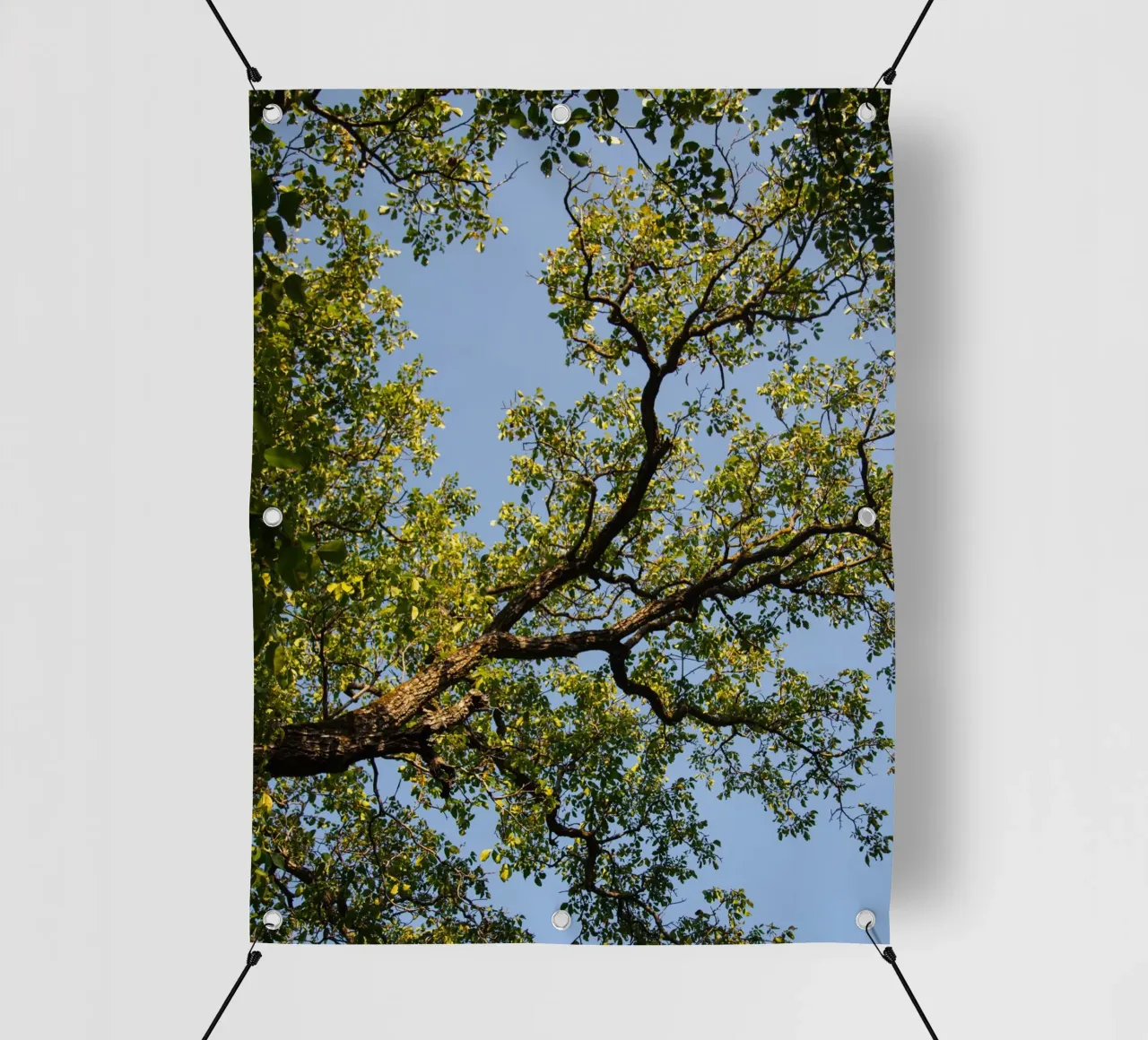 tree telo in pvc da lookingforstardust