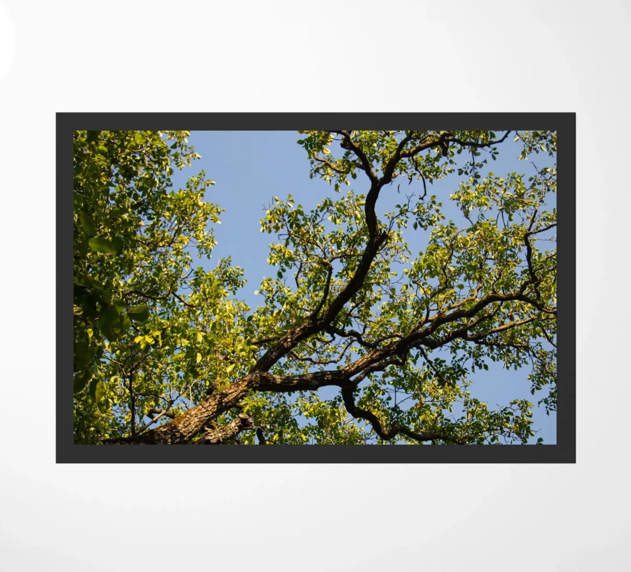 tree zerbino da lookingforstardust