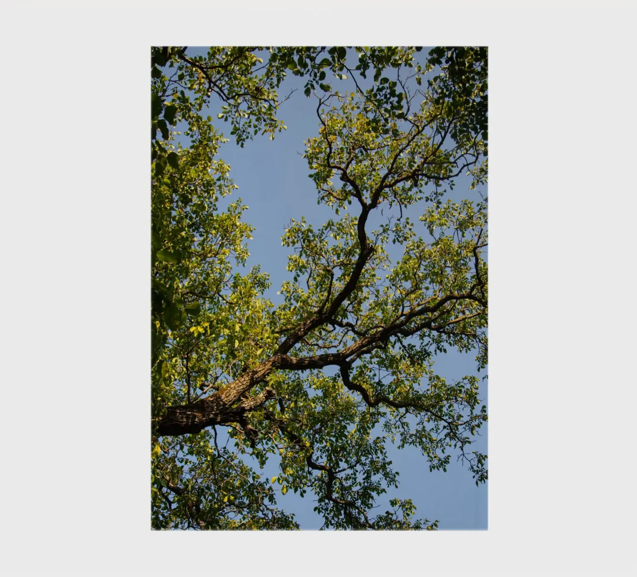 tree notebook by lookingforstardust