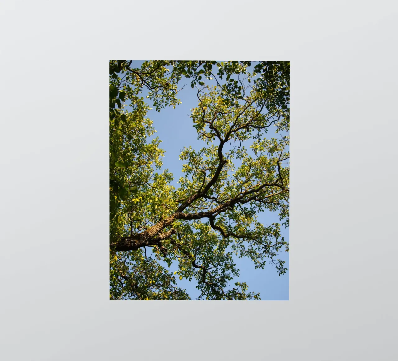 tree sticker by lookingforstardust