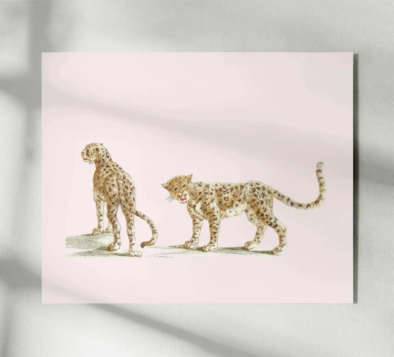 Two leopards plexiglass da Second Canvas