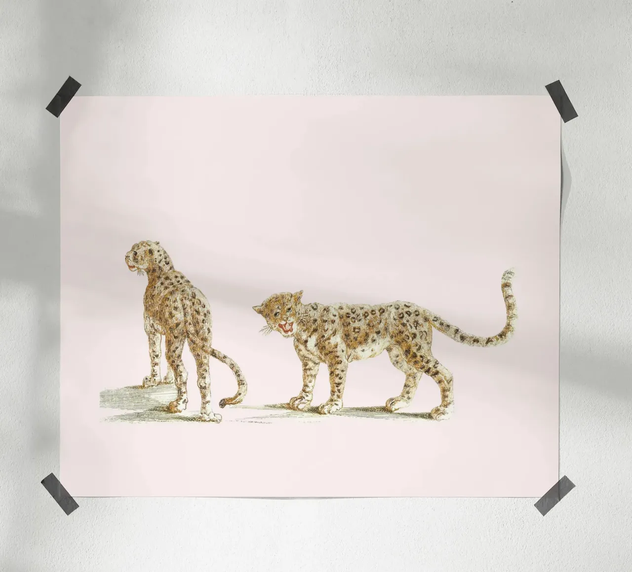 Two leopards poster da Second Canvas
