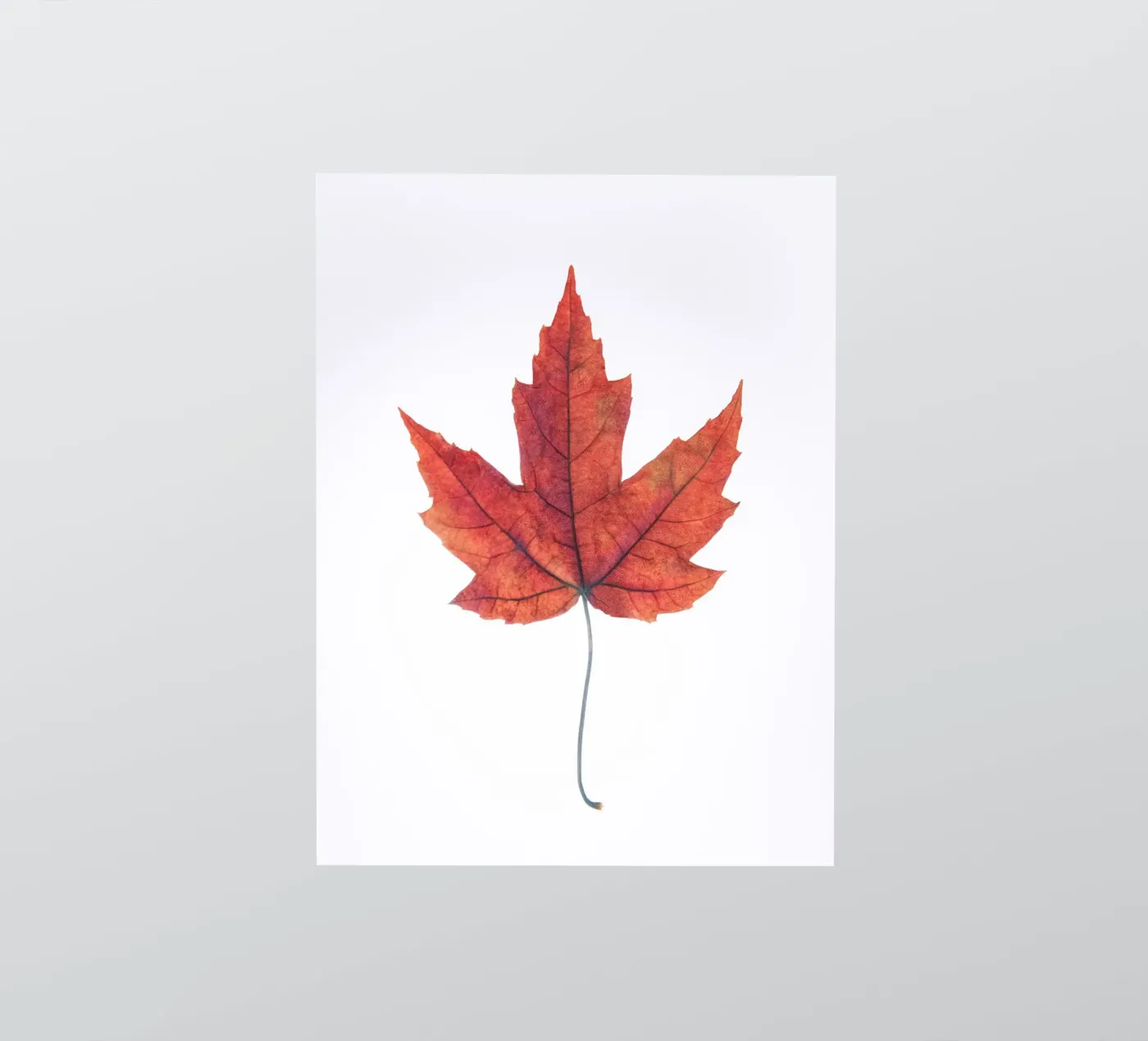 Oak leaf sticker by Teresa André