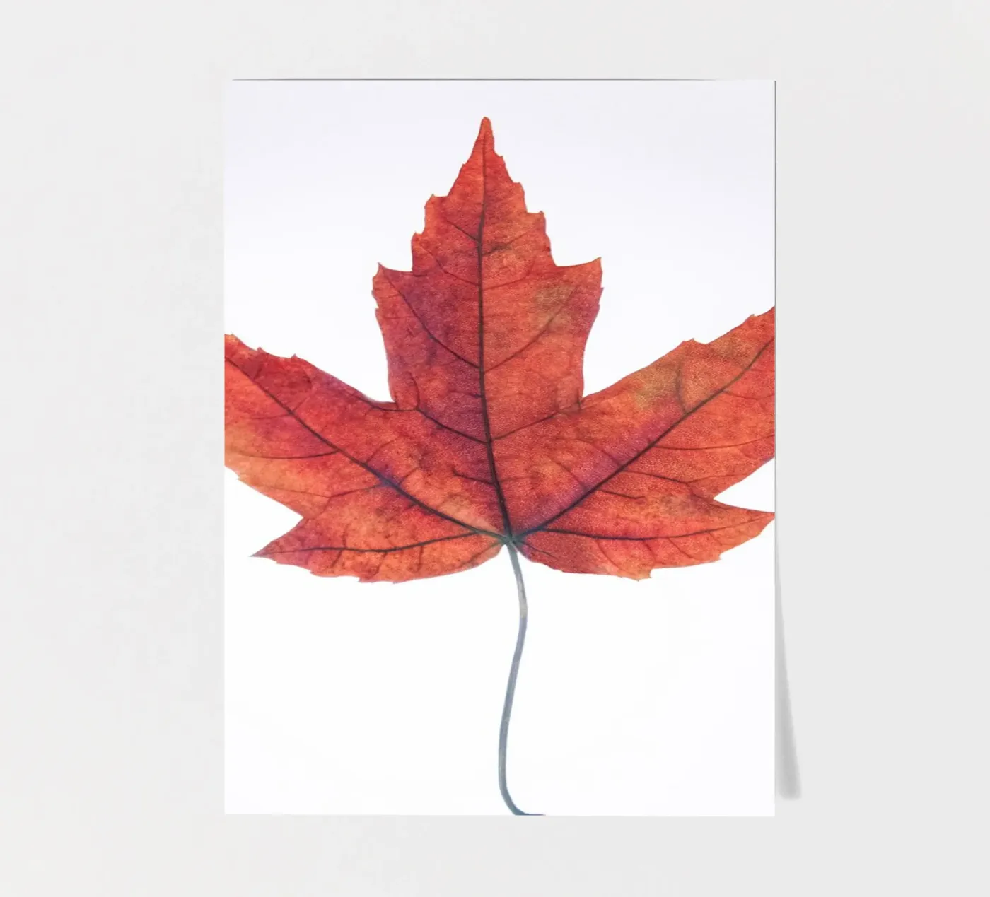 Oak leaf sticker sheet by Teresa André