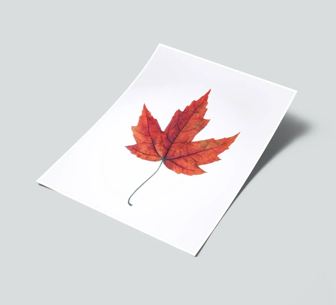 Oak leaf sticker sheet by Teresa André