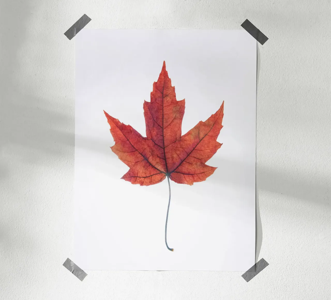 Foglia di quercia carta hahnemühle da Teresa André