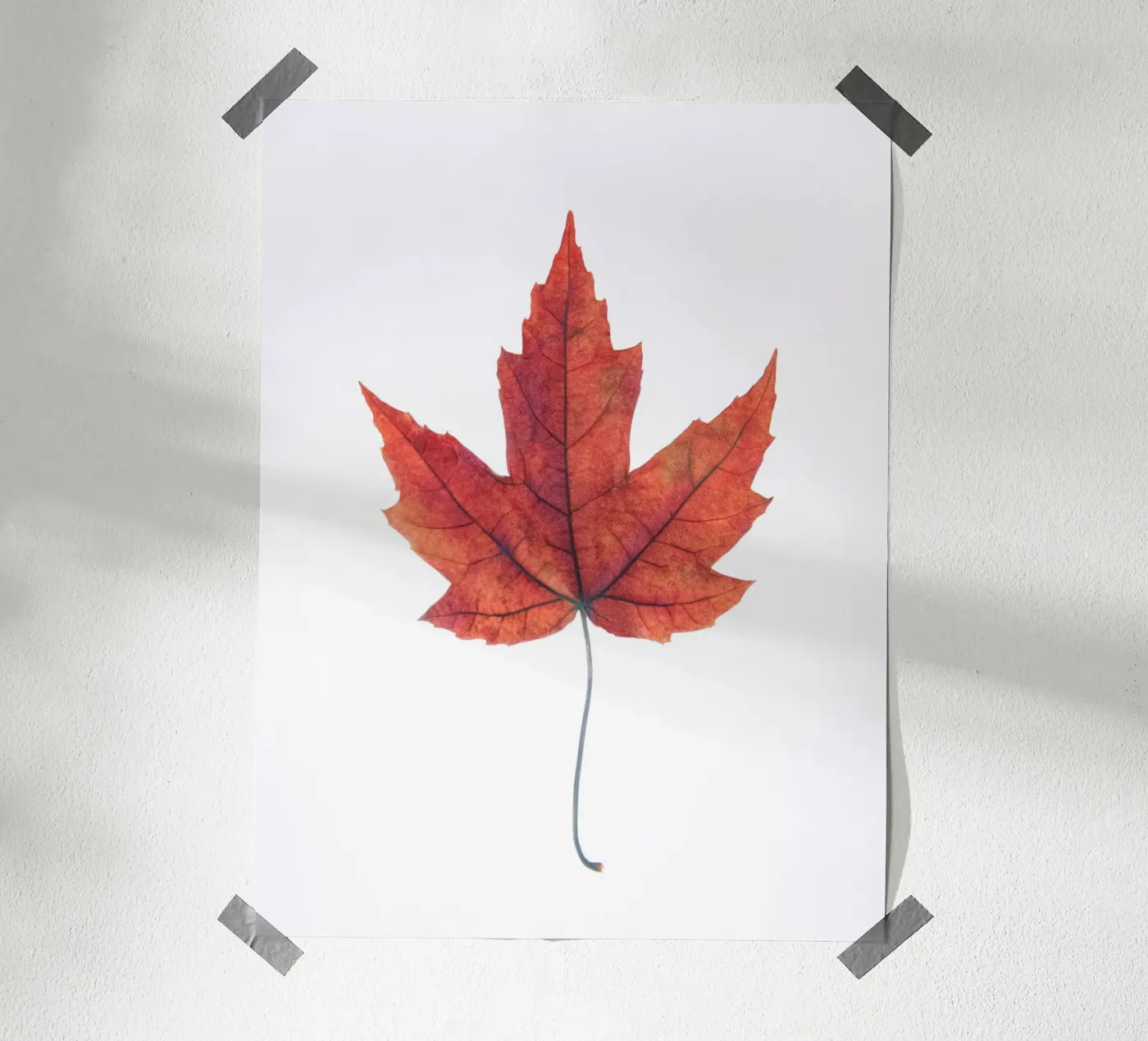 Oak leaf poster van Teresa André