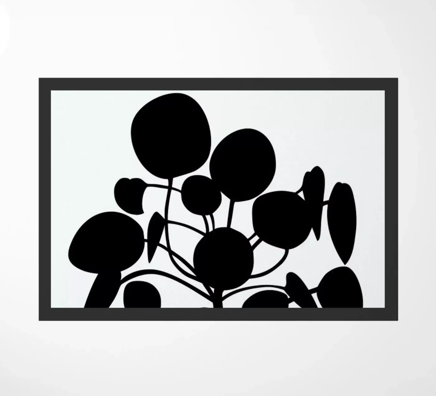 Pilea zerbino da Oh Darling