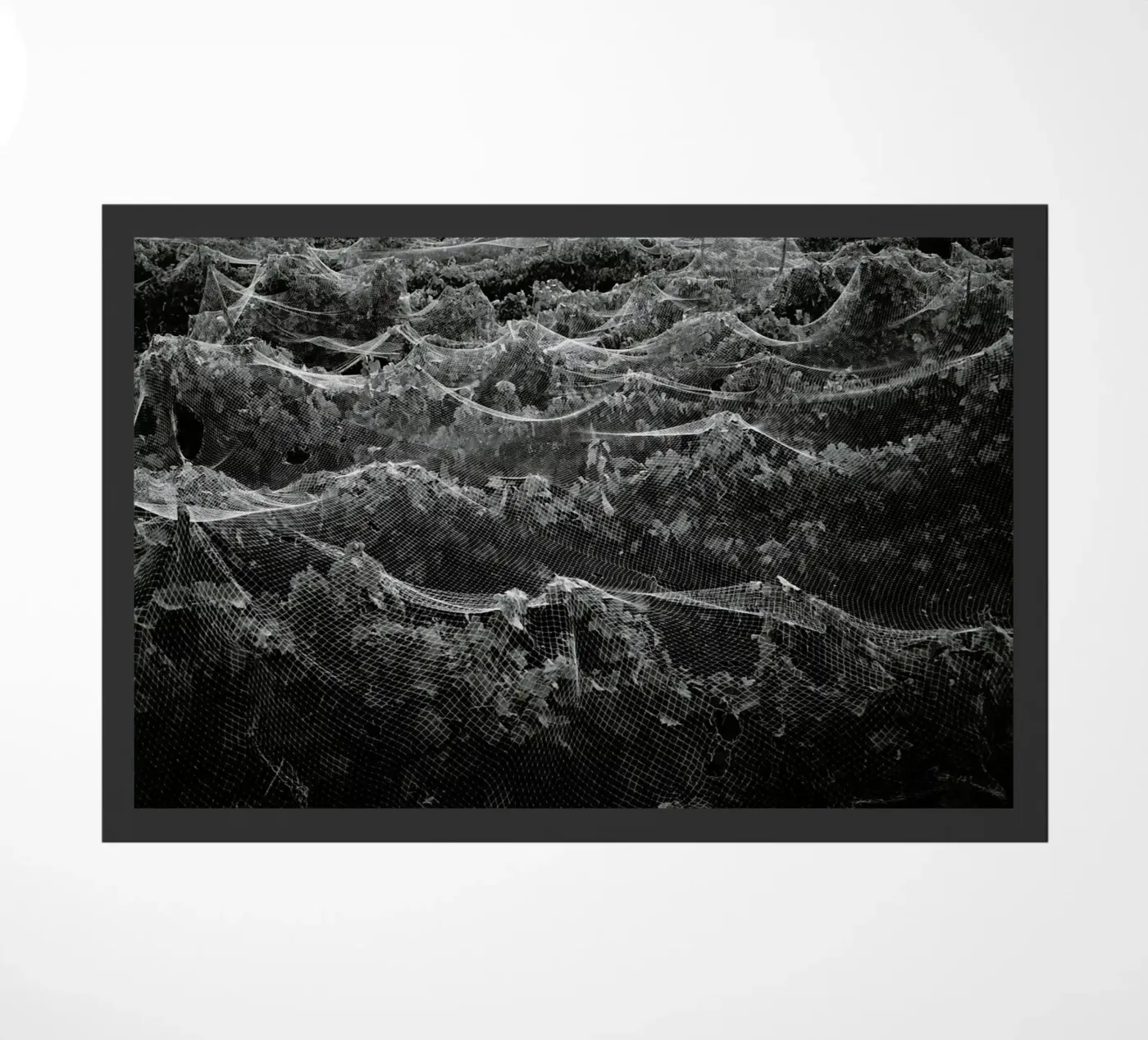 Links zerbino da Picture On The Fridge