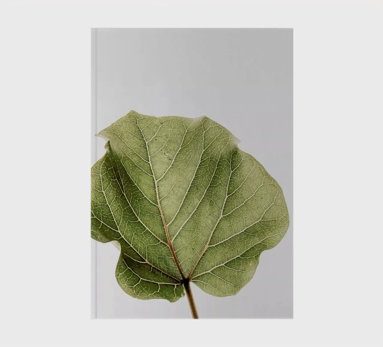 Abutifolia 03 notebook by Shot By Clint