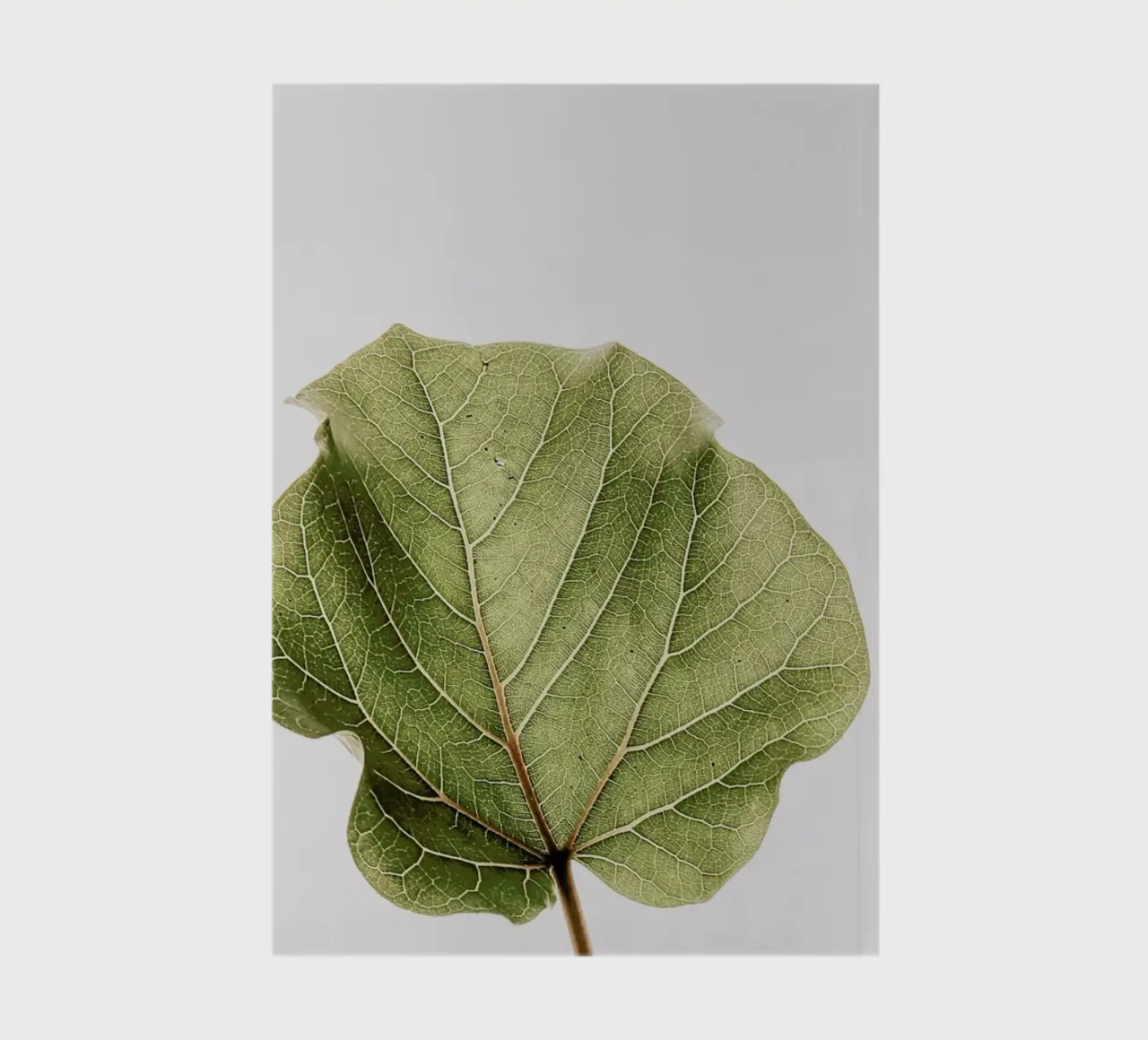 Abutifolia 03 notebook by Shot By Clint