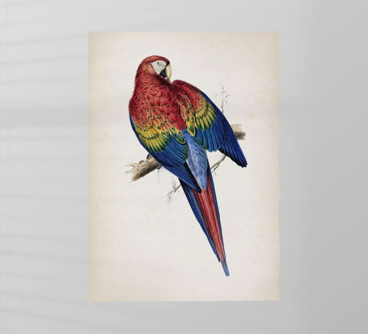 Vintage Lear 1 Macrocerus Aracanga pellicola backlit da Vintage Print Collection
