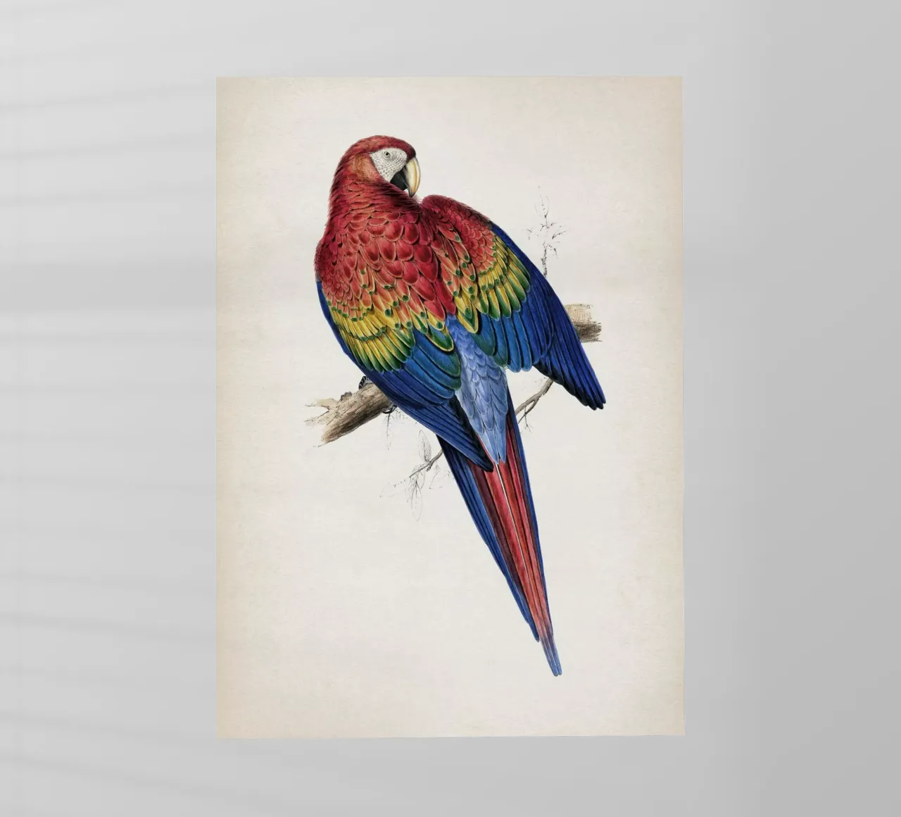 Vintage Lear 1 Macrocerus Aracanga pellicola backlit da Vintage Print Collection