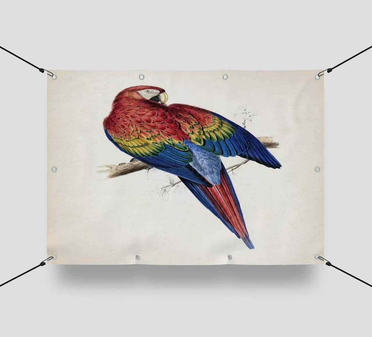 Vintage Lear 1 Macrocerus Aracanga pvc cover by Vintage Print Collection