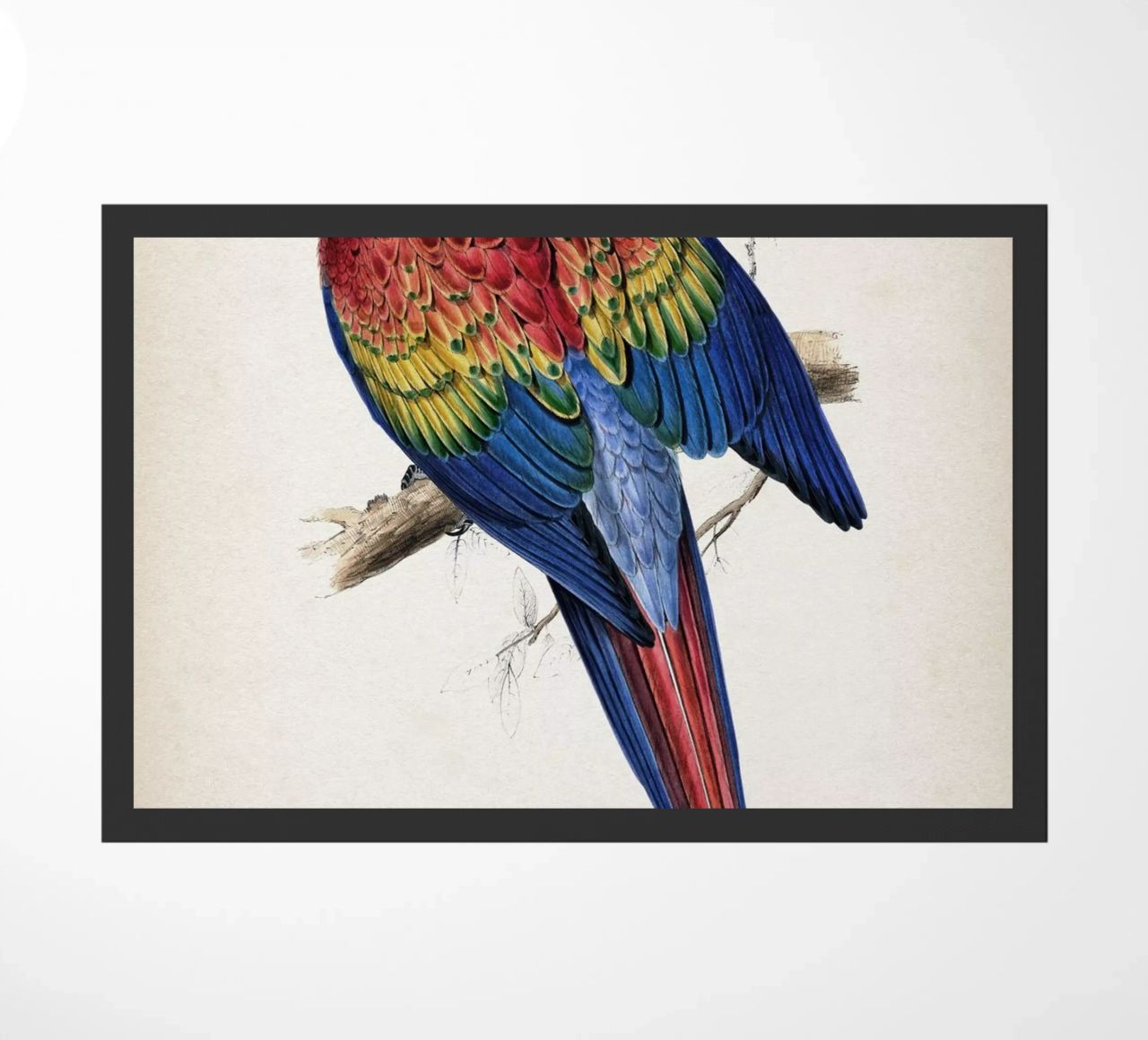 Vintage Lear 1 Macrocerus Aracanga zerbino da Vintage Print Collection
