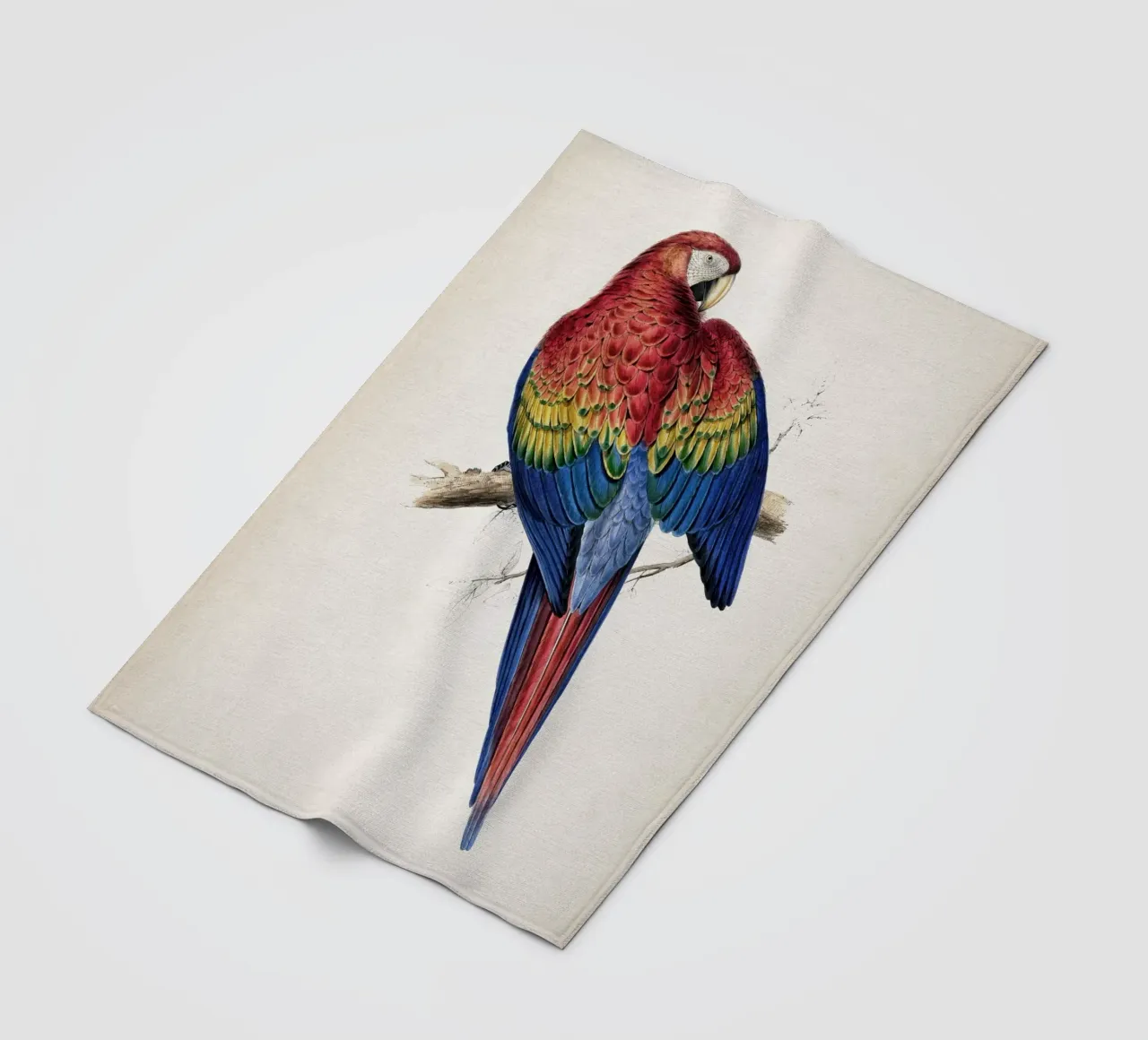 Vintage Lear 1 Macrocerus Aracanga coperta in pile da Vintage Print Collection