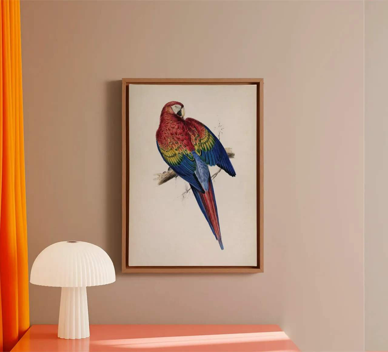 Vintage Lear 1 Macrocerus Aracanga canvas met Baklijst van Vintage Print Collection