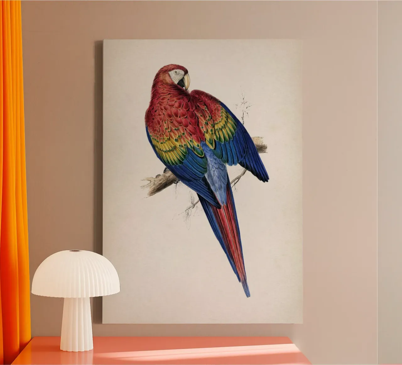 Vintage Lear 1 Macrocerus Aracanga canvas met Baklijst van Vintage Print Collection
