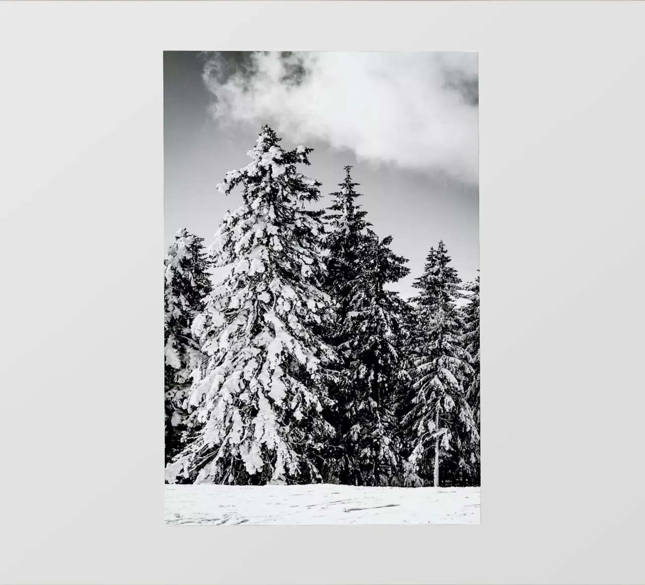 Snowy Trees pellicola backlit da Babett Schultze