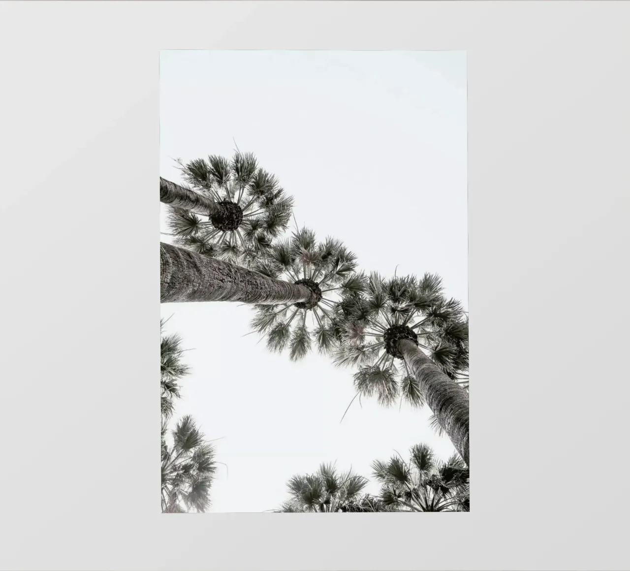 Desert Palm 02 telo in pvc da Shot By Clint