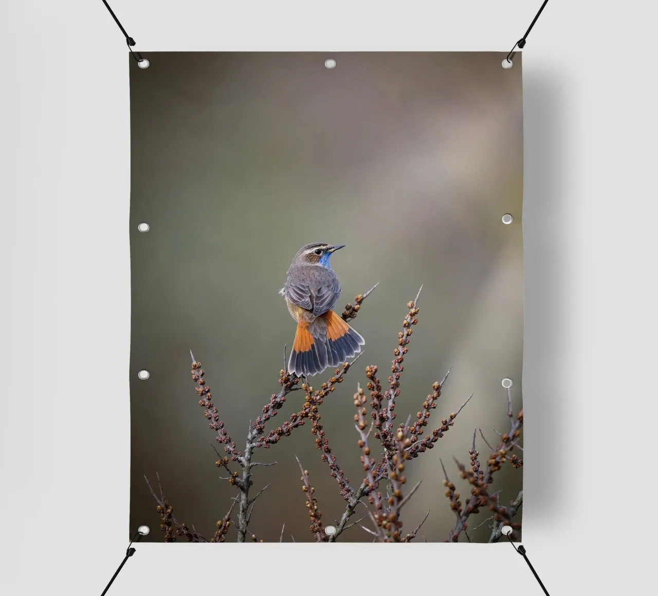 Gatto blu telo in pvc da Tom's Wildlife