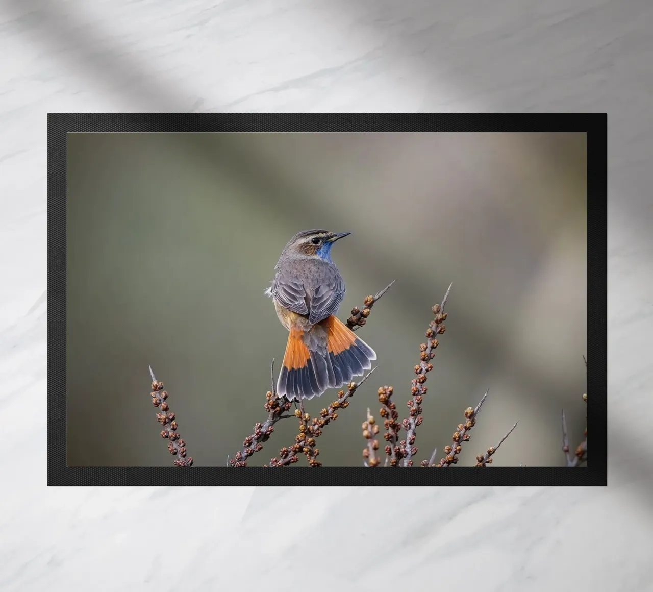 Gatto blu zerbino da Tom's Wildlife