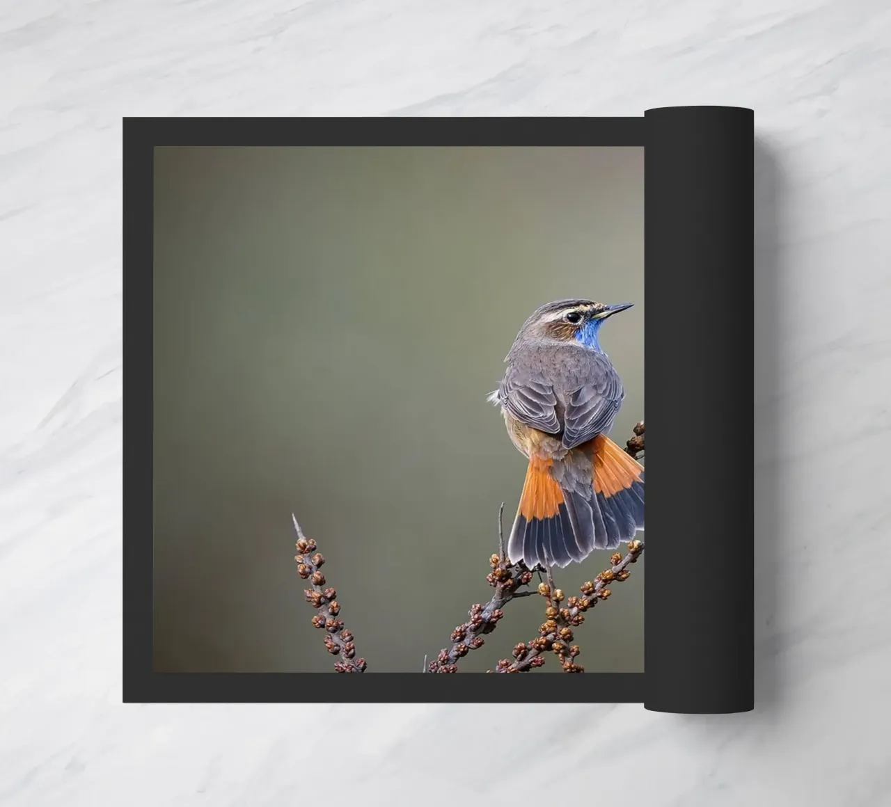 Gatto blu zerbino da Tom's Wildlife