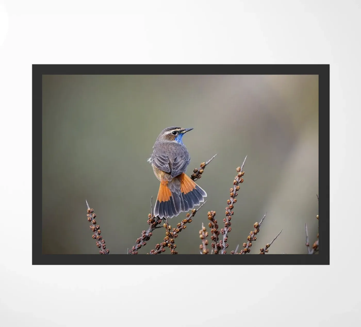 Blaukehlchen Fußmatte von Tom's Wildlife