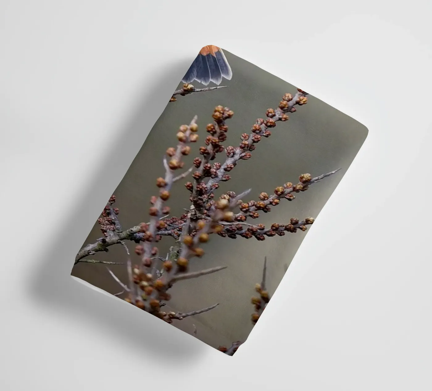 Bluethroat towel by Tom's Wildlife