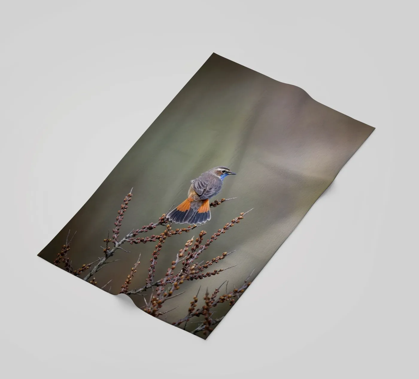 Bluethroat telo mare da Tom's Wildlife
