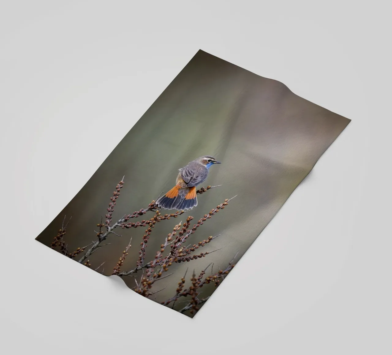 Gatto blu telo mare da Tom's Wildlife