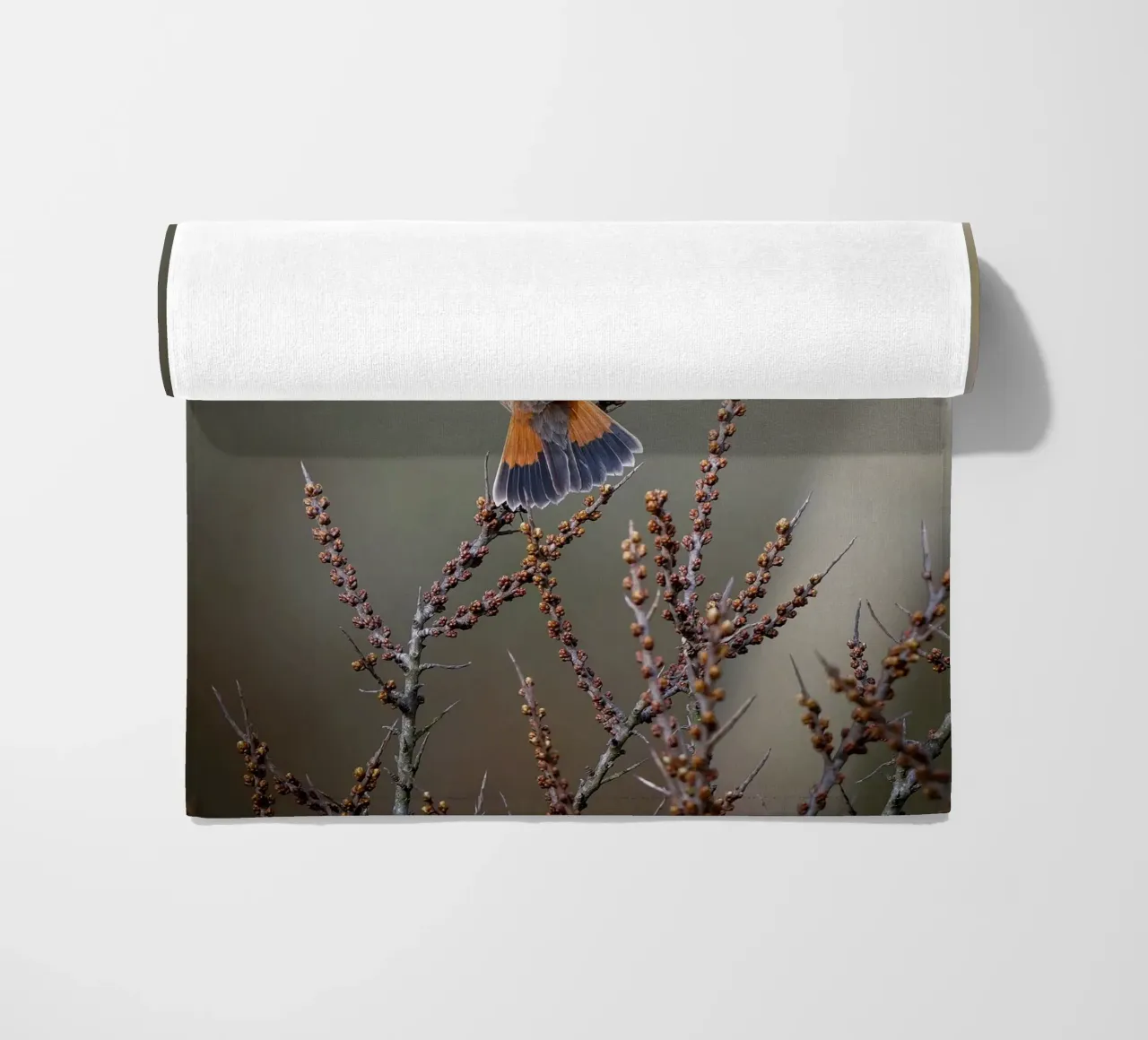 Gatto blu telo mare da Tom's Wildlife