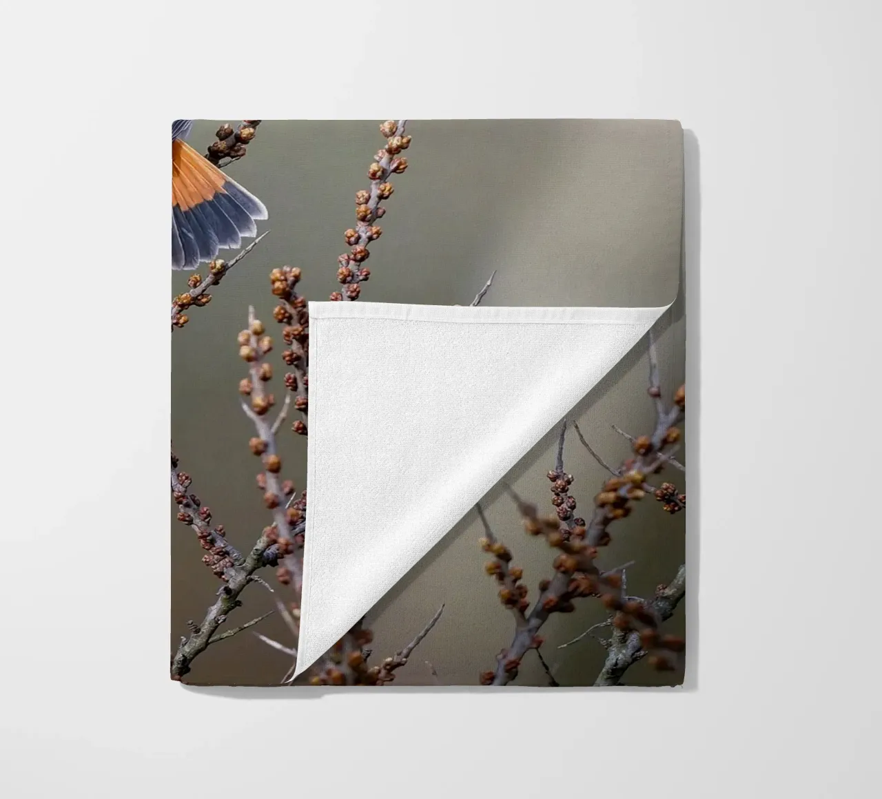 Gatto blu telo mare da Tom's Wildlife