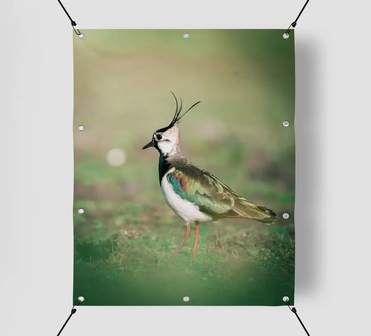 Pavoncella telo in pvc da Tom's Wildlife