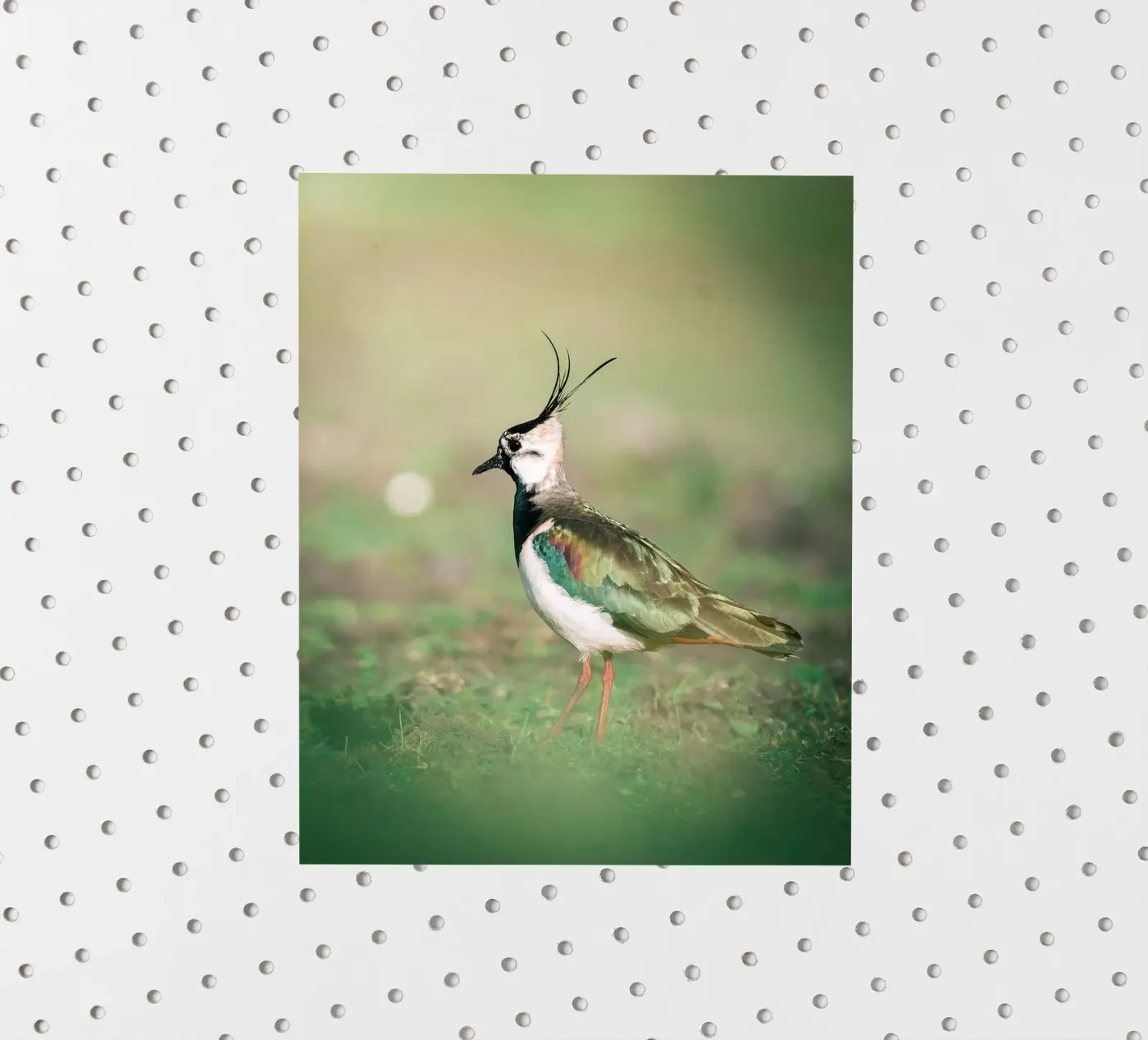 Lapwing sticker by Tom's Wildlife