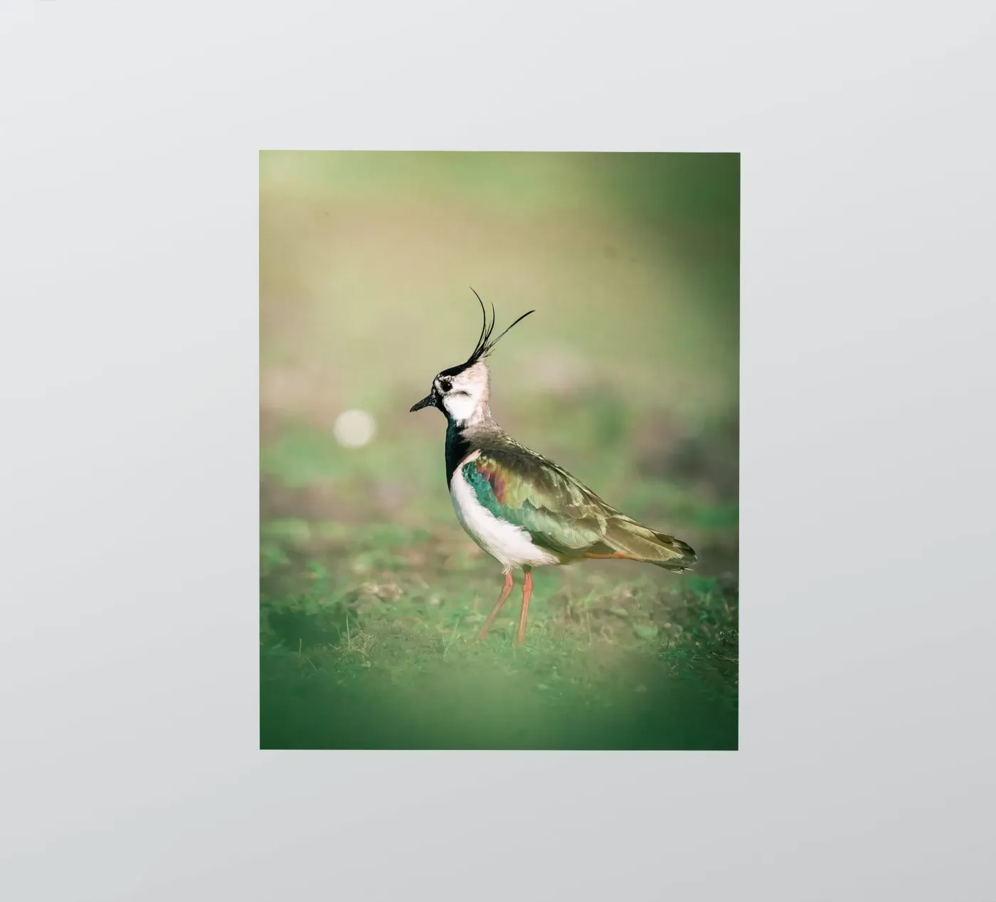 Lapwing sticker by Tom's Wildlife