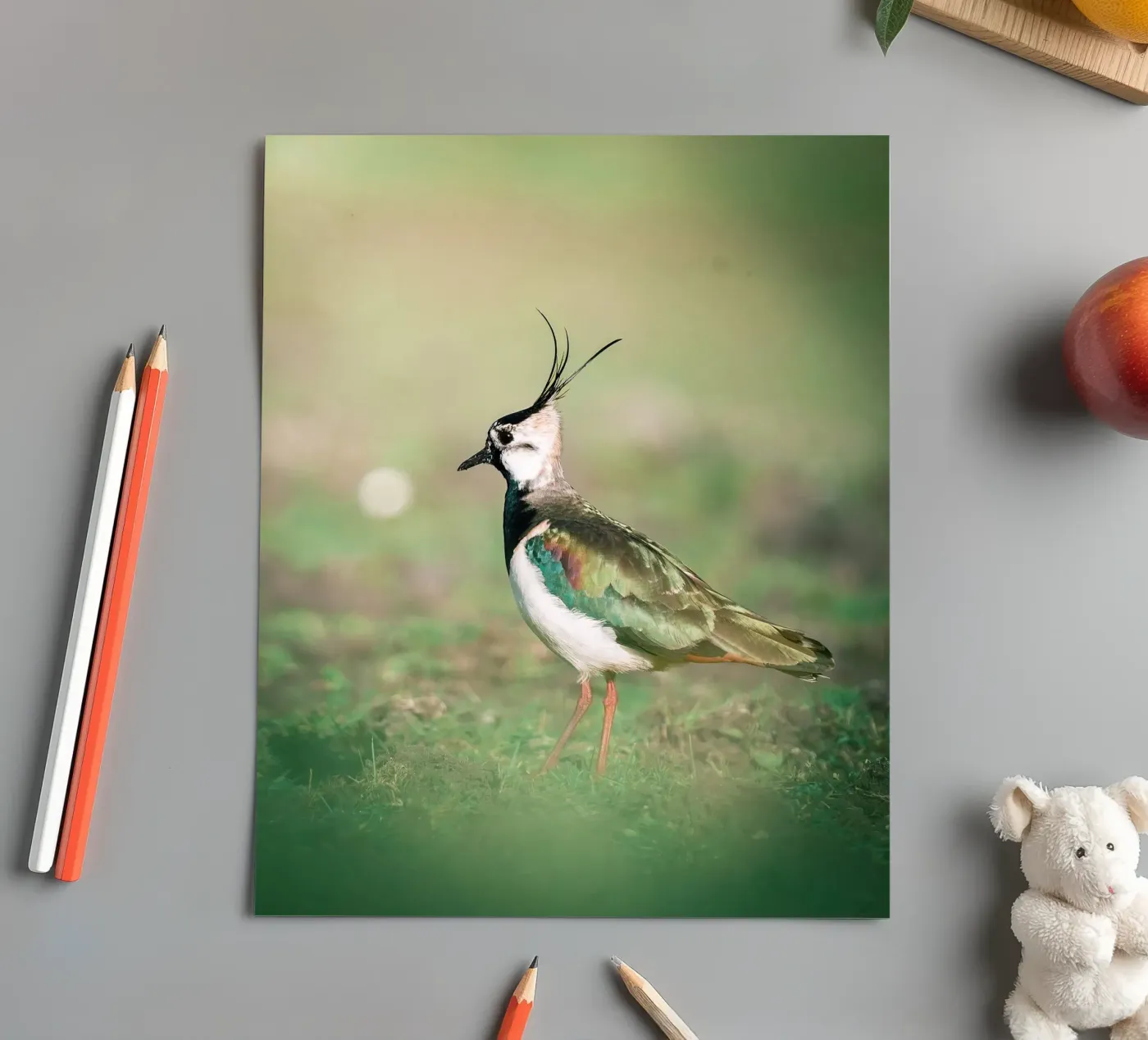 Lapwing sticker sheet by Tom's Wildlife