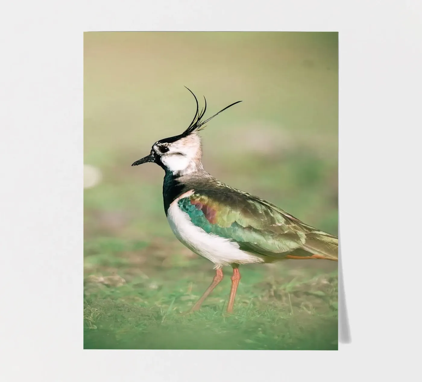 Lapwing sticker sheet by Tom's Wildlife