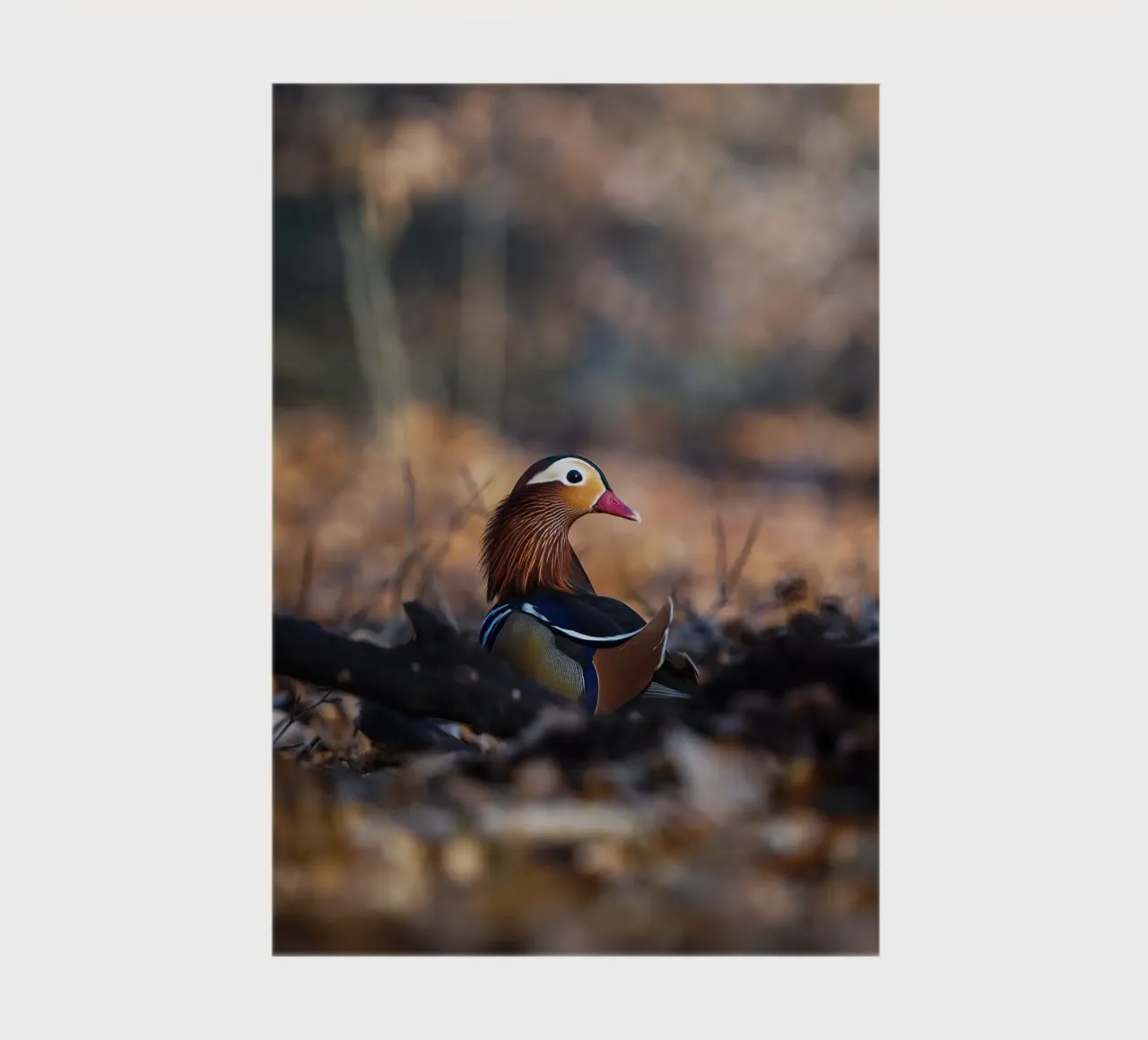 Mandarin duck notebook by Tom's Wildlife