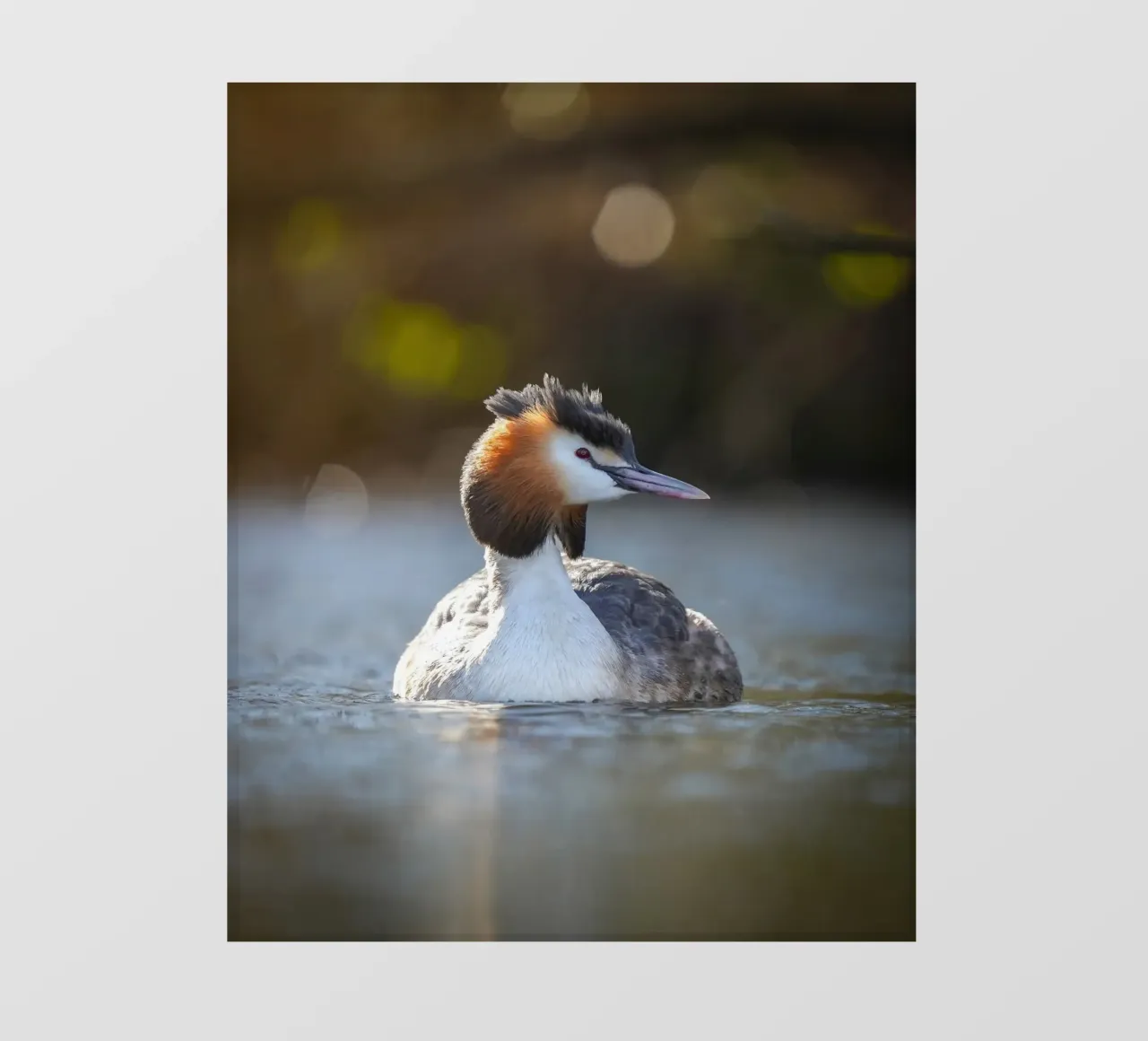Crebe photo wallpaper by Tom's Wildlife
