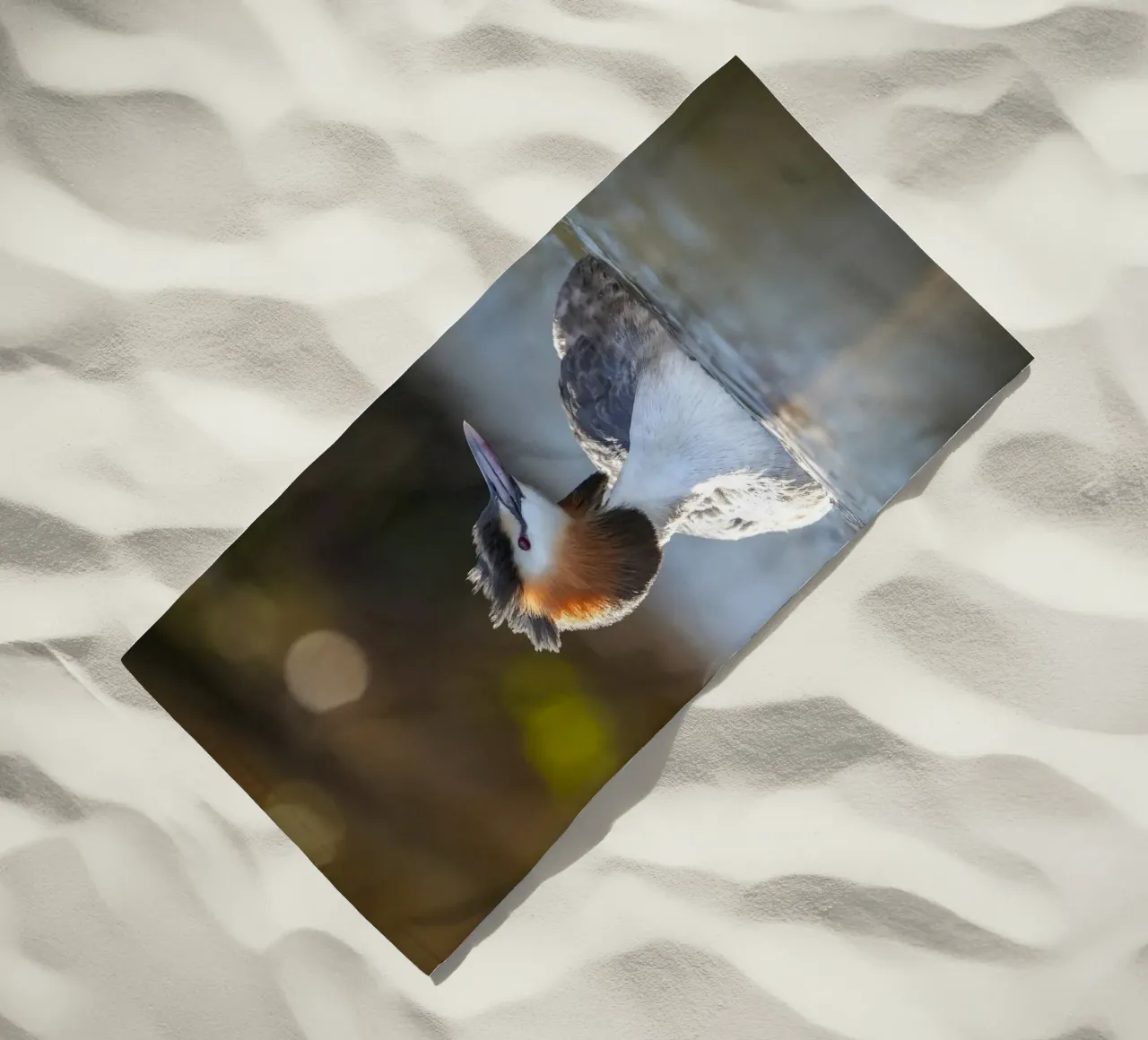 Crebe telo mare da Tom's Wildlife