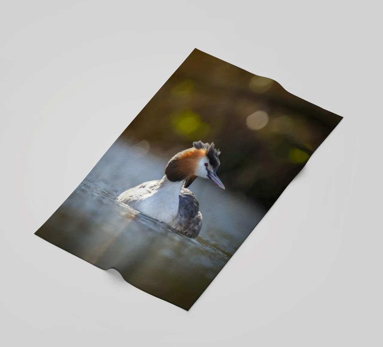 Crebe telo mare da Tom's Wildlife