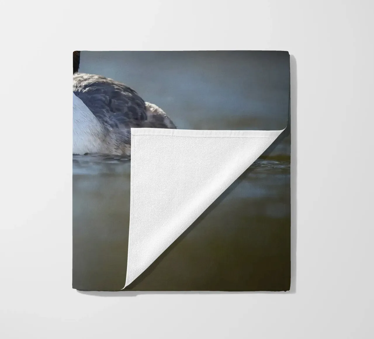 Crebe telo mare da Tom's Wildlife