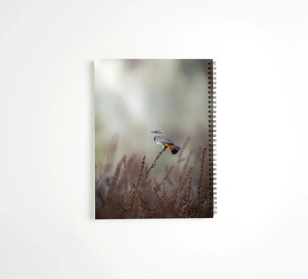 Blaukehlchen in den Dünen Ringbuch von Tom's Wildlife