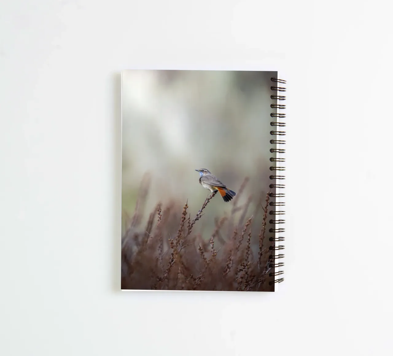 Blaukehlchen in den Dünen Ringbuch von Tom's Wildlife