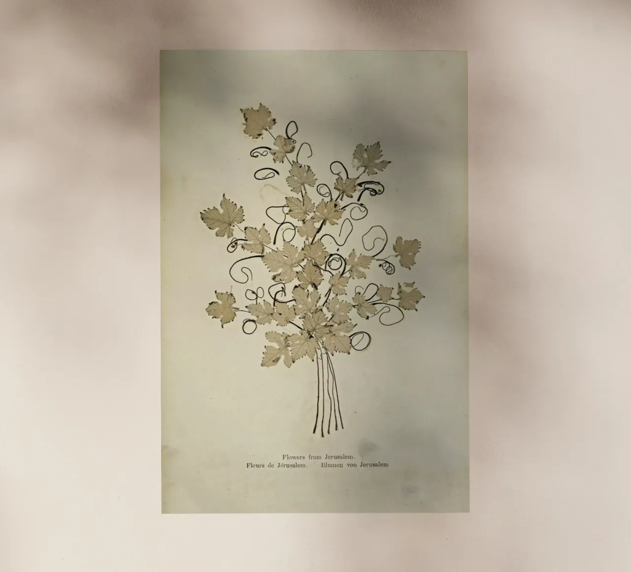 Flowers from Jerusalem Boulos, 1890s -Meo pellicola backlit da Artokoloro Quint Lox Ltd