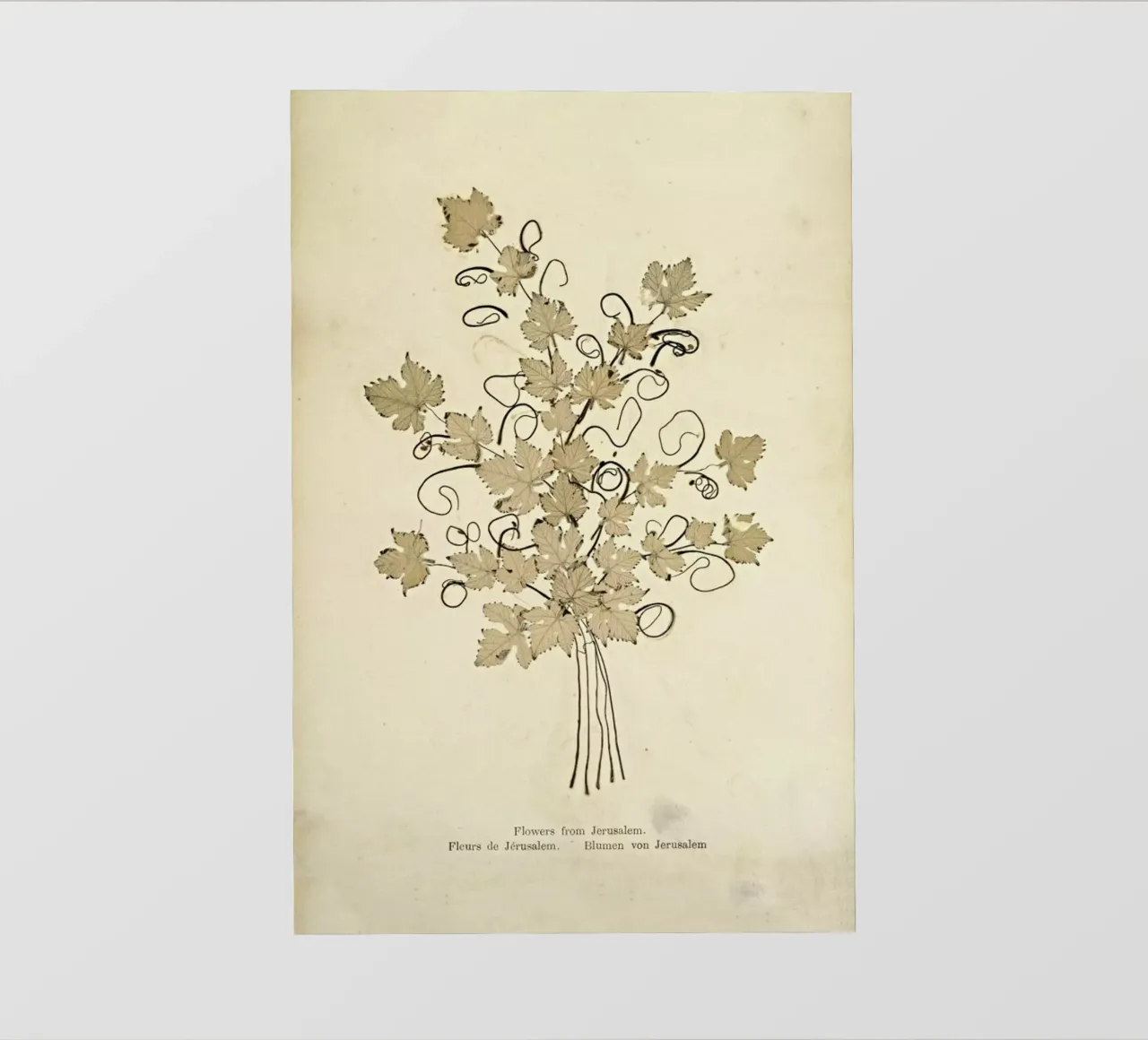 Flowers from Jerusalem Boulos, 1890s -Meo pellicola backlit da Artokoloro Quint Lox Ltd