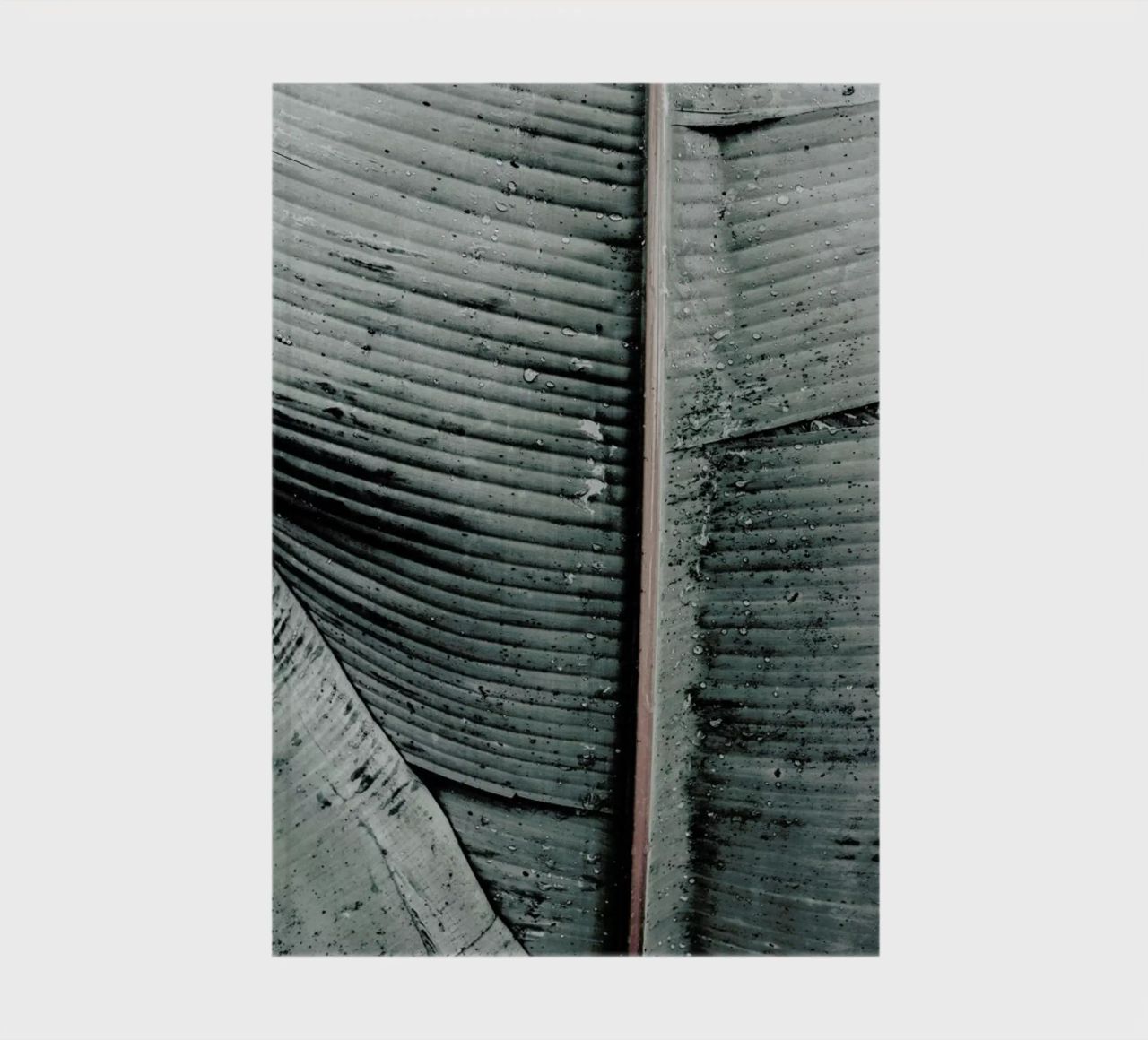 Beach Palm Patterns 8 diario da Chris Abatzis