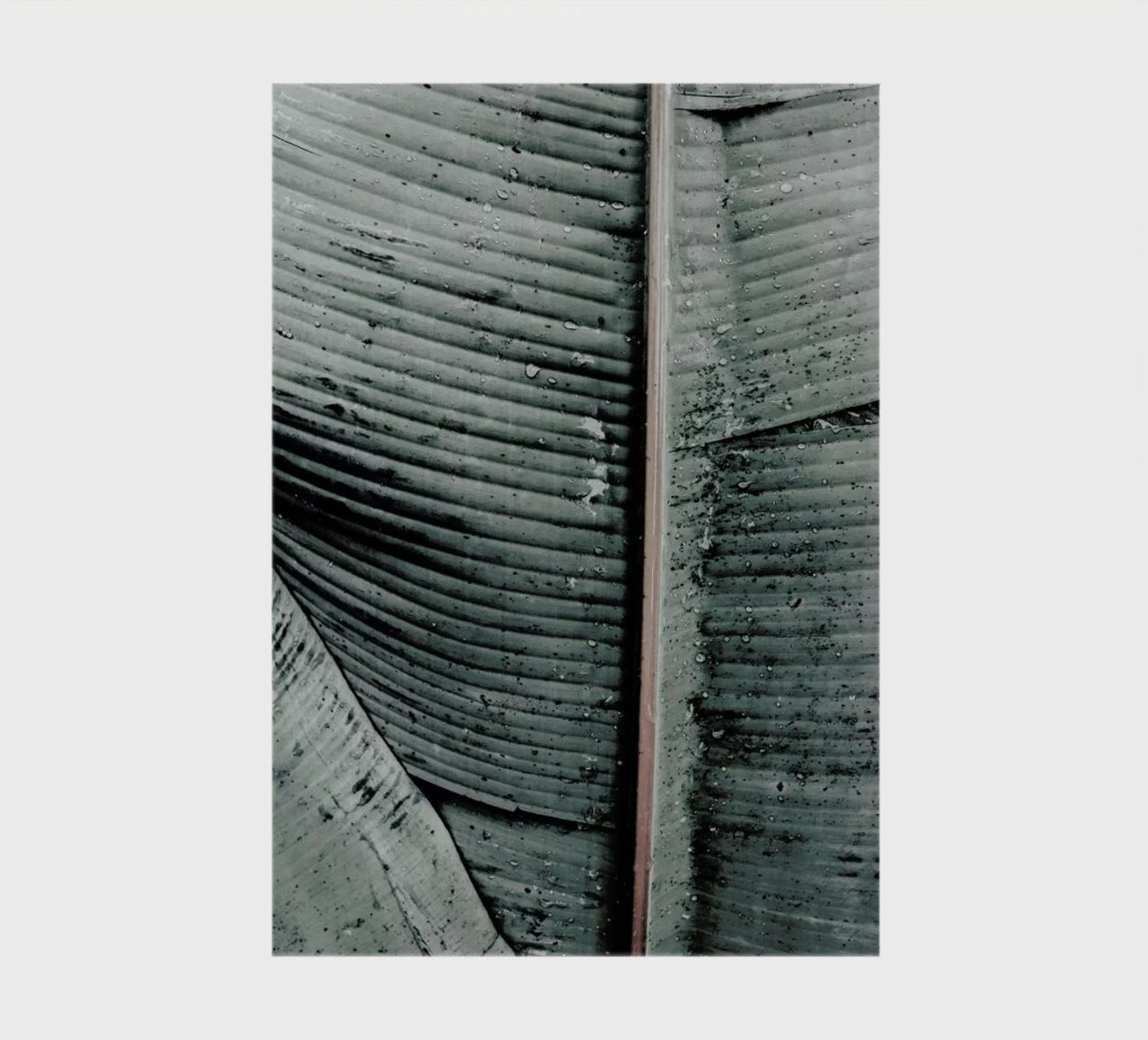 Beach Palm Patterns 8 diario da Chris Abatzis